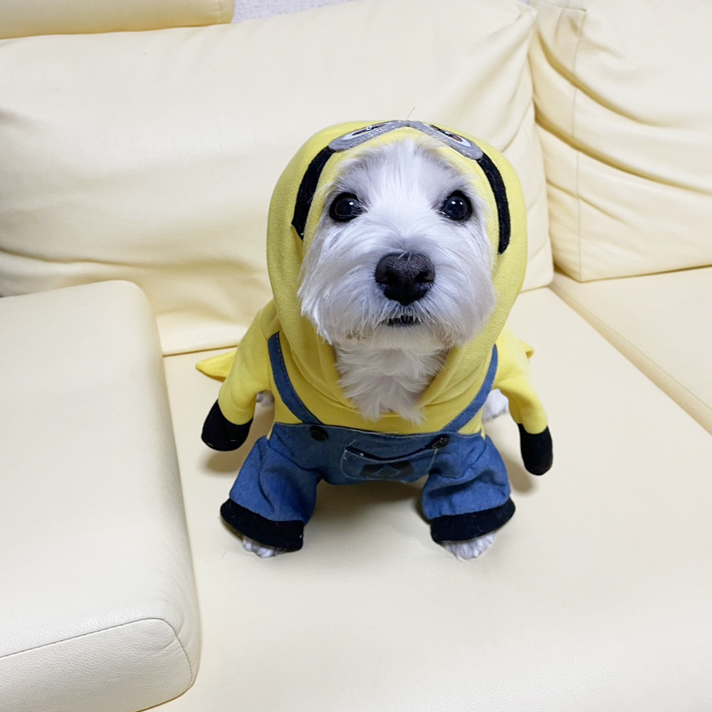 卒業犬ベラちゃんの近況♪